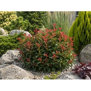  Červienka Fraserova (Photinia × fraseri) ‘LITTLE FENNA’ - výška 15-25, kont. C2L